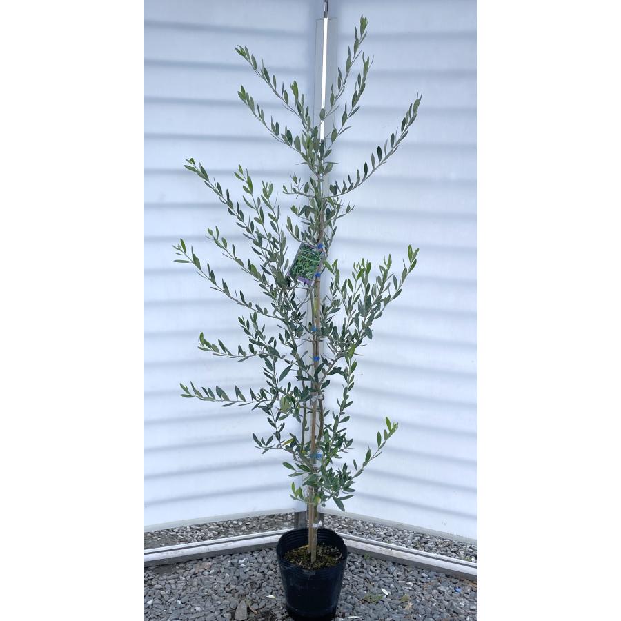 オリーブの木 コレッジョラ