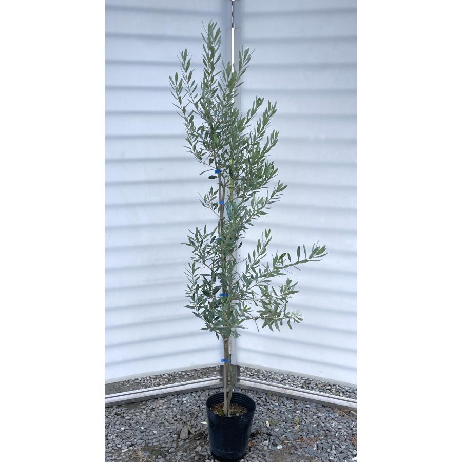 オリーブの木 シプレッシーノ 約1.7m 現品発送 特大植木苗木 
