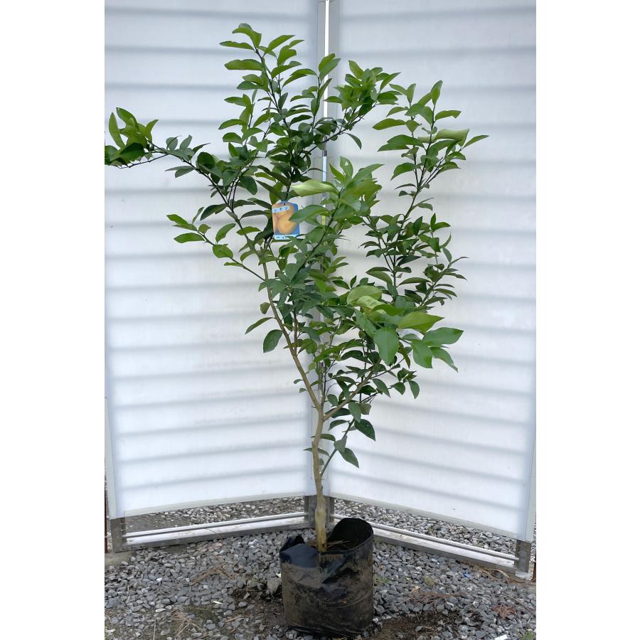 レモンの木 マイヤーレモン 約1.6m 現品発送 一点物 豪華株 レモンの木 マイヤーレモン 約1.6m 現品発送 一点物 豪華株