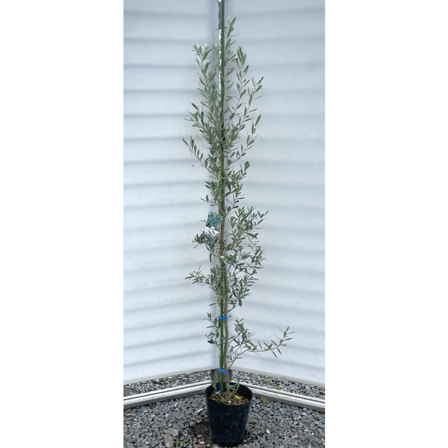 オリーブの木 シプレッシーノ 約1.8m 現品発送 特大植木苗木 
