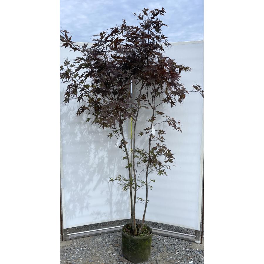 野村モミジ 株立ち 約2.1m 現品発送 特大株 植木苗木大苗 紫葉の