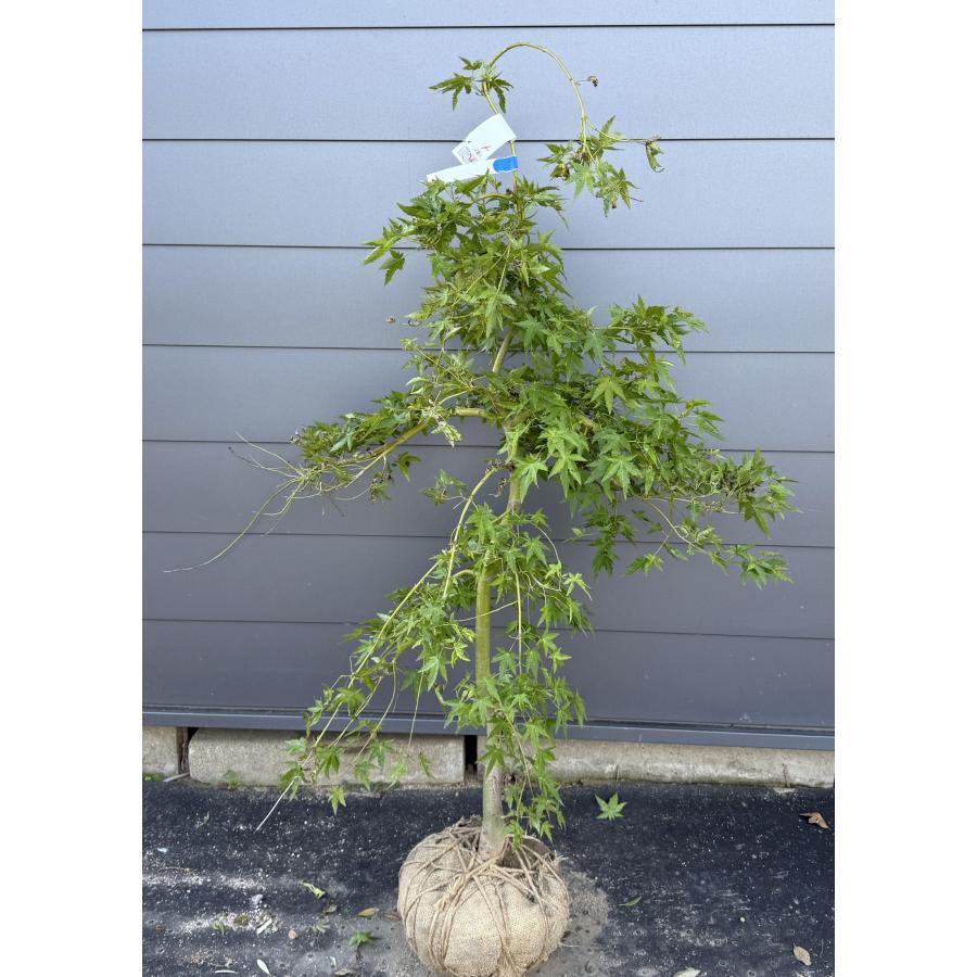 青葉しだれモミジ 流泉 約1.5m 現品発送 リュウセン 特大植木苗木大苗