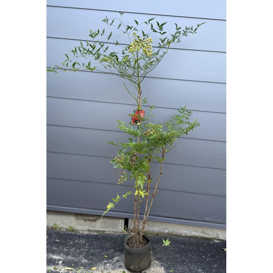 南天の木 赤ナンテン 株立ち 約1.5m 現品発送 特大株 植木 苗木 大苗