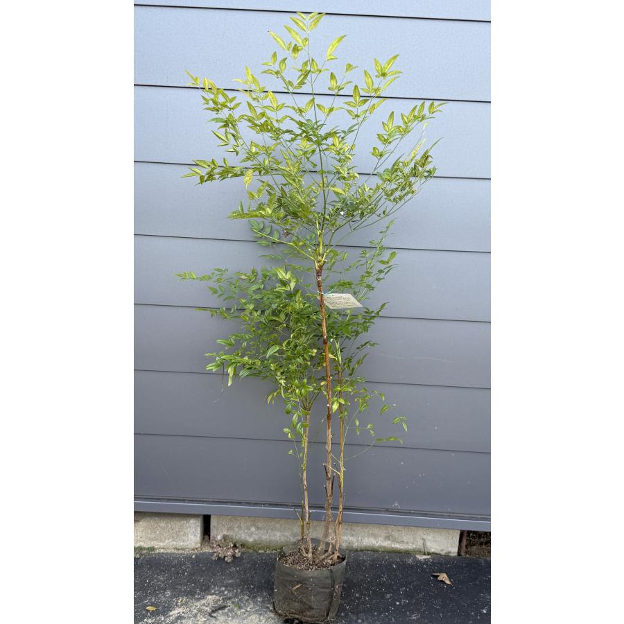 南天の木 赤ナンテン 株立ち 約1.4m 現品発送 特大株 植木 苗木 大苗