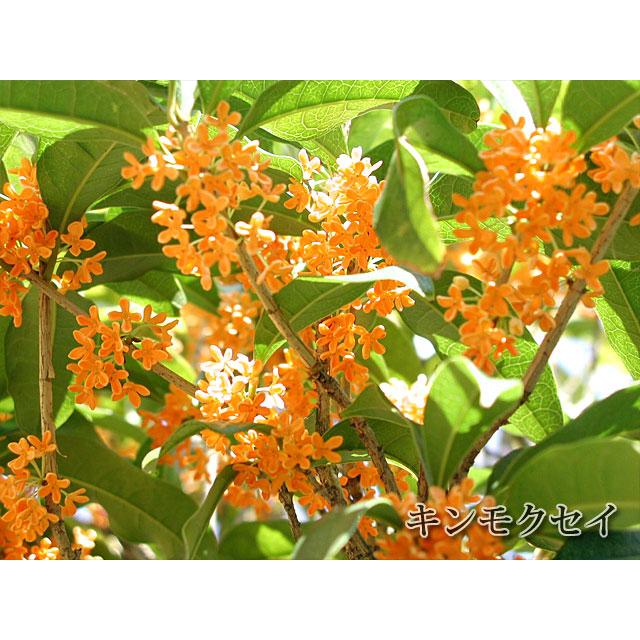 金木犀 特大株 楽天市場】キンモクセイ（特大株）金木犀 : 打出農園