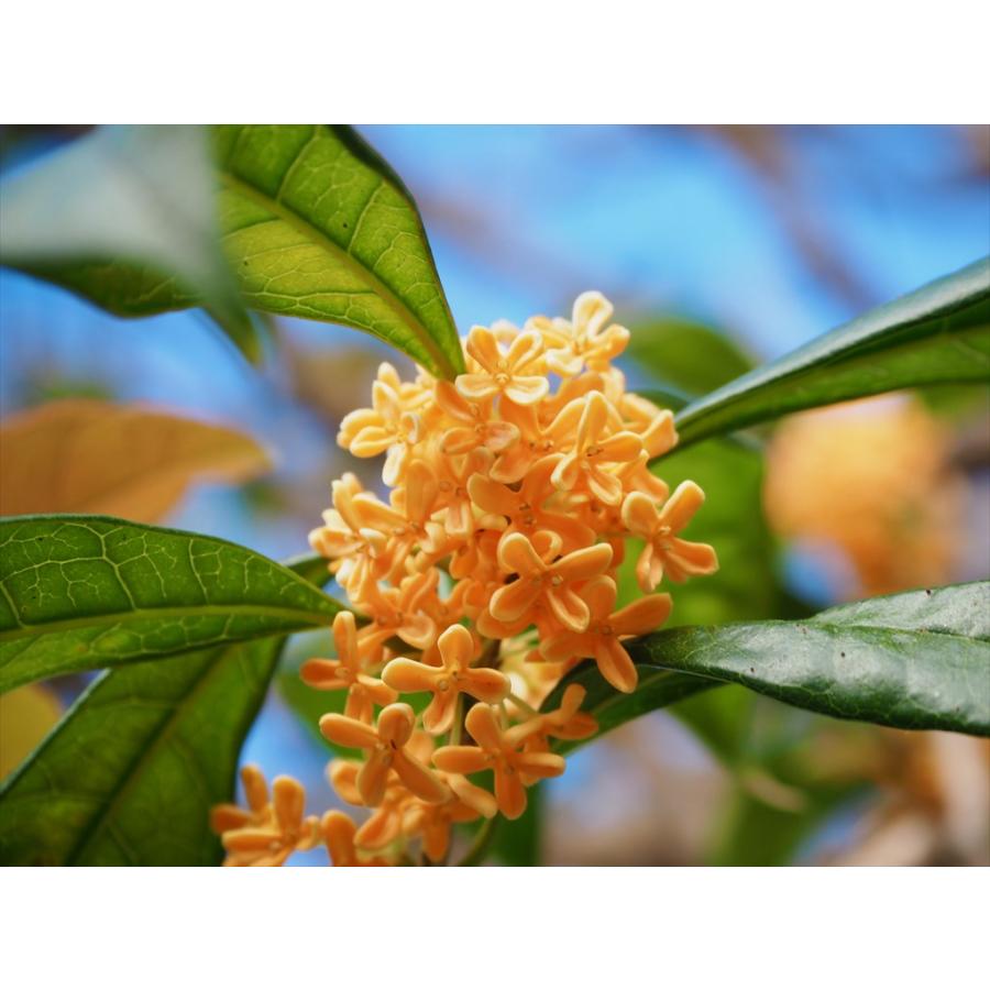 キンモクセイ 株立ち 約1.6m 現品発送 特大苗木 植木 苗木 大苗