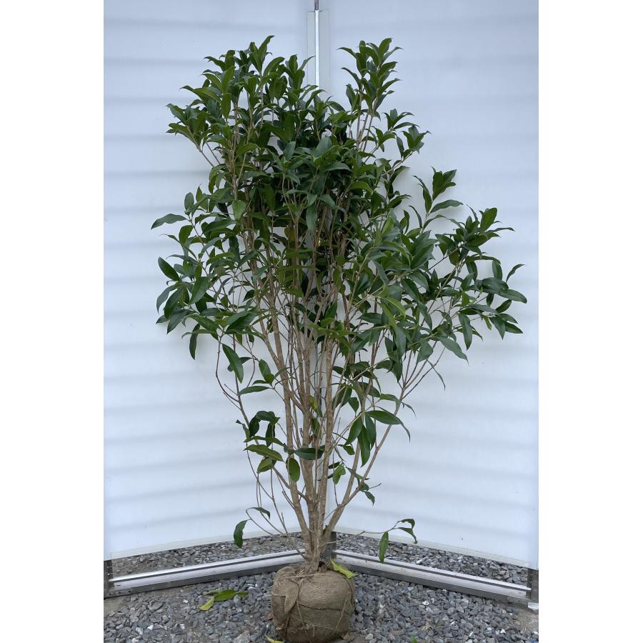 金木犀 特大株 金木犀苗木 特大株