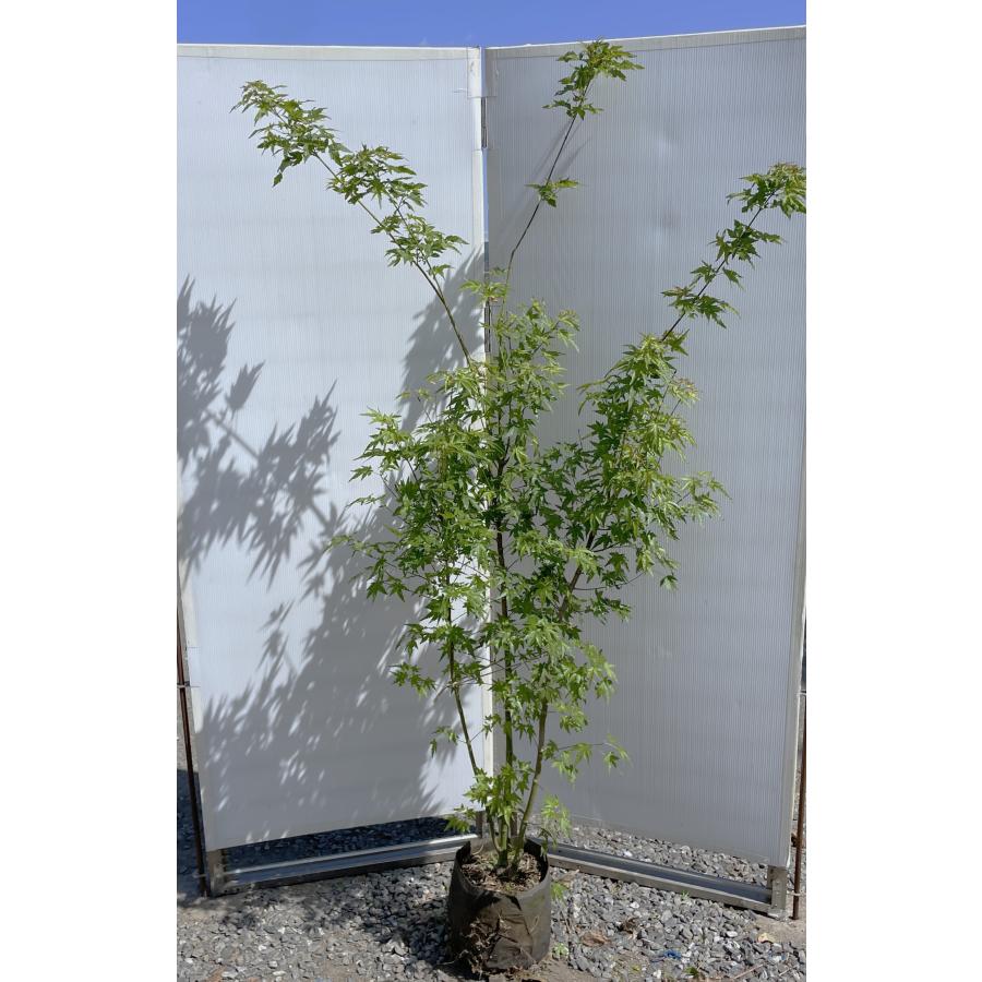 イロハモミジ 株立ち 約1.9m 現品発送 特大株 植木苗木大苗 いろは紅葉