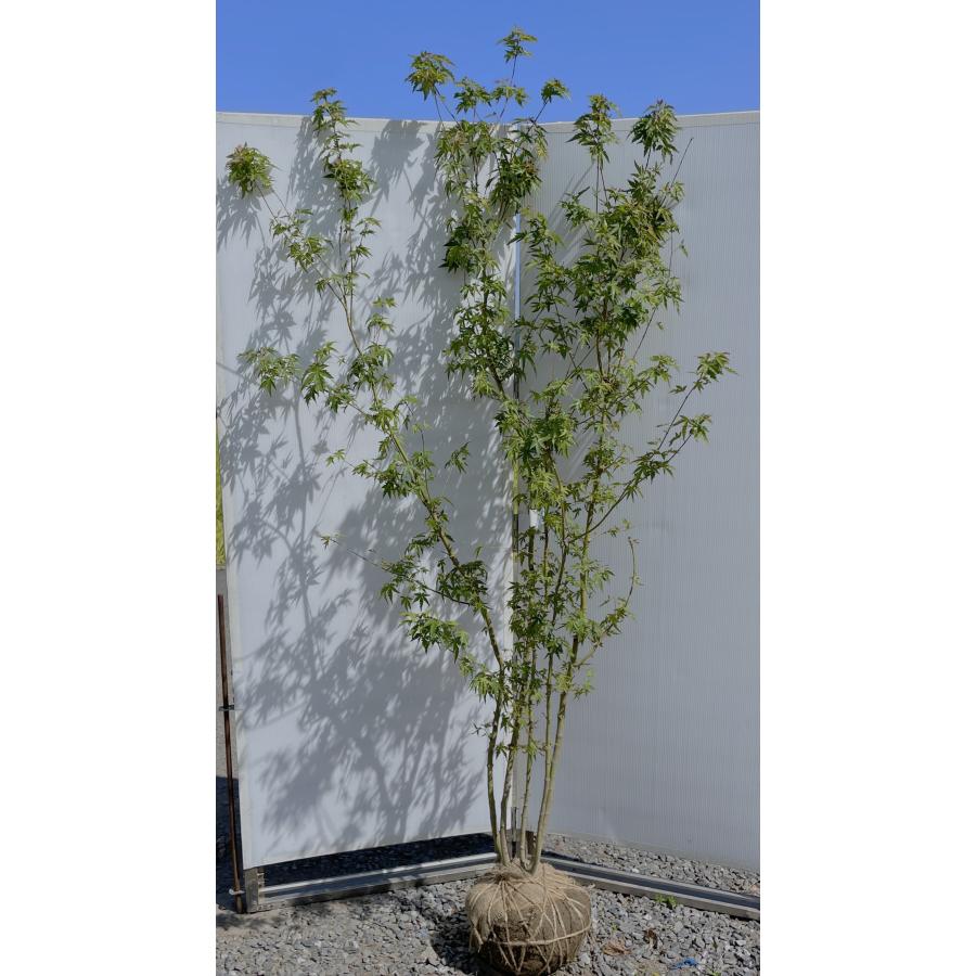 イロハモミジ 5本株立ち 約2.1m 現品発送 特大株 植木苗木大苗 いろは紅葉 落葉樹 シンボルツリー 送料無料 : 大福樹苗園 - 通販 ...