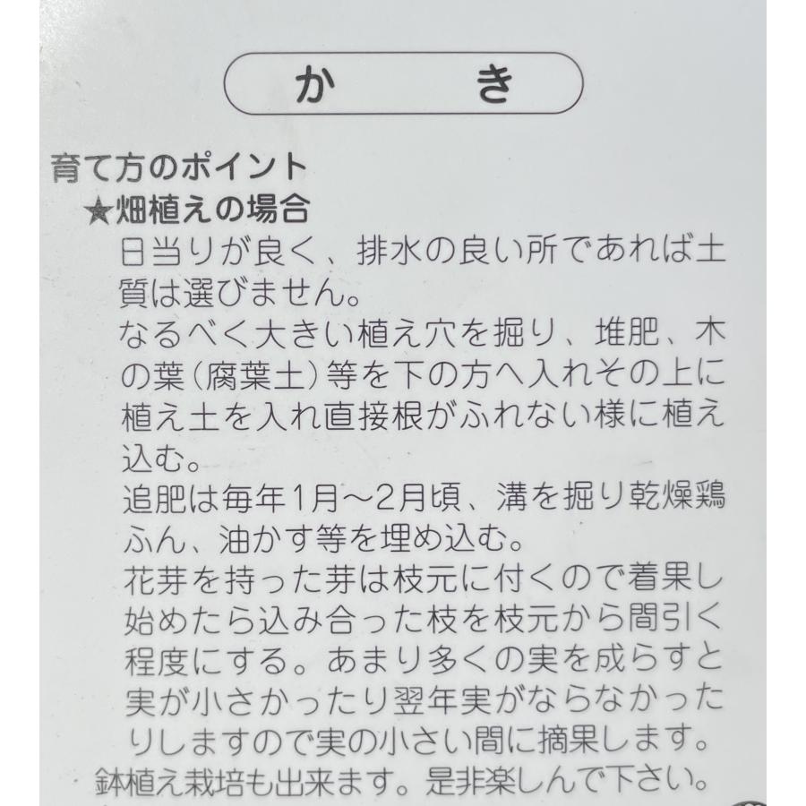 柿の木　アタゴ柿　約1.3ｍ　現品発送　特大株　植木苗木大苗　愛宕柿　大実渋柿　干し柿　送料無料｜daifukujyubyou｜03