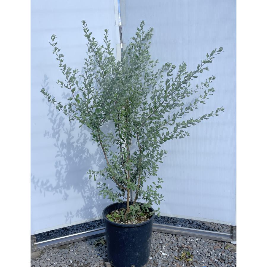 レウコフィルム 株立ち 約1.4m 現品発送 特大株 植木苗木大苗