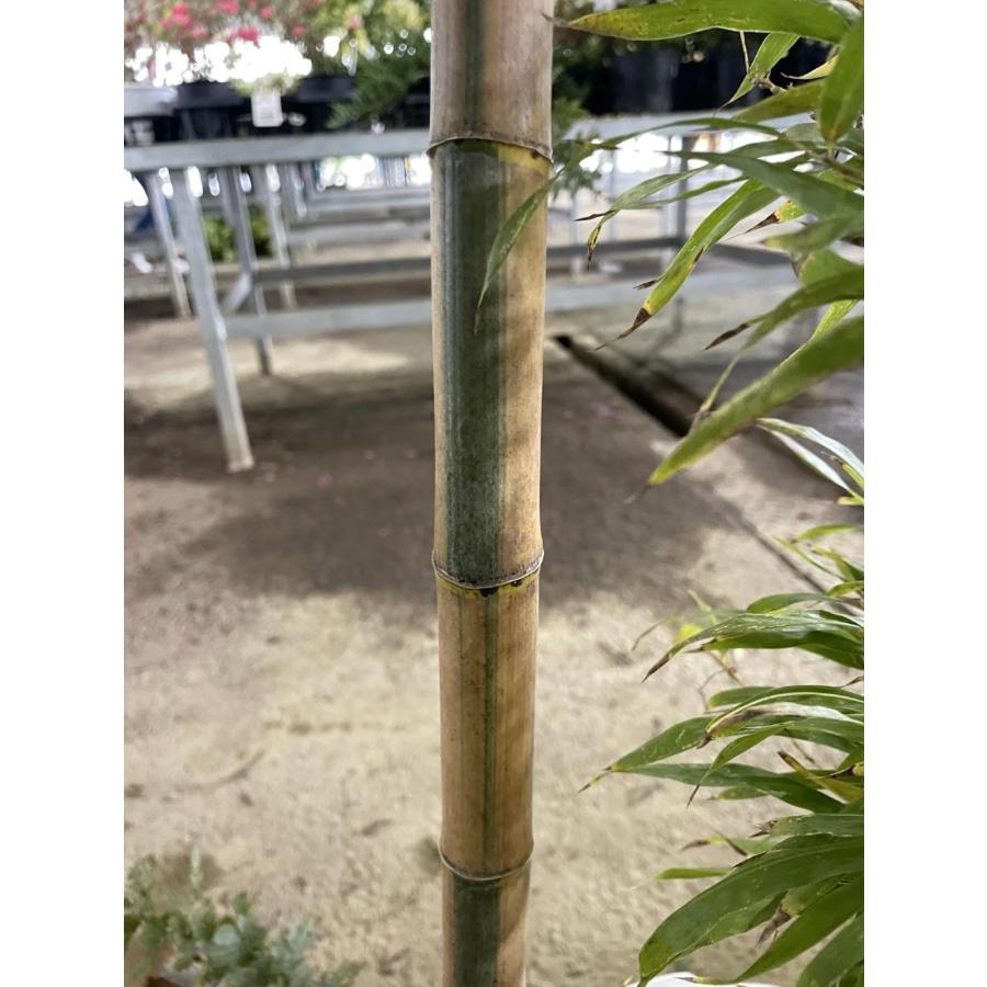 【半額】 約2.4m 金明孟宗竹 現品発送 キンメイ 植木苗木大苗 超特大株 果樹