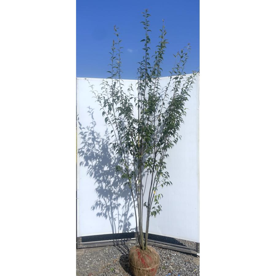 ハイノキ 6本株立ち 約2.2m 現品発送 超特大株 植木 大苗 苗木 灰の木 常緑樹 シンボルツリー 送料無料 : 大福樹苗園 - 通販 ...