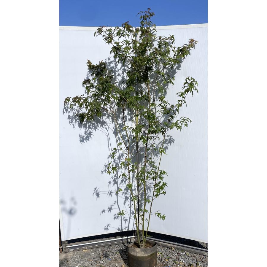 イロハモミジ 株立ち 約2m 現品発送 特大株 植木苗木大苗 イロハモミジ 株立ち 約2m 現品発送 特大株 植木苗木大苗