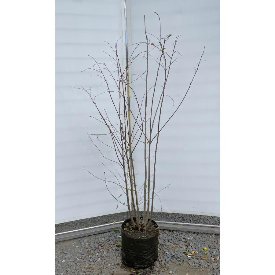 桂 カツラの木 6本株立ち 約1.6m 現品発送 豪華株 特大株 大苗 植木