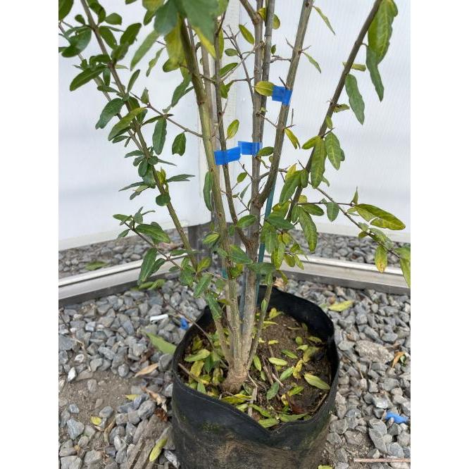 大実カリフォルニアザクロ 株立ち 約1.4m 現品発送 特大株 植木 大実カリフォルニアザクロ 株立ち 約1.4m 現品発送 特大株 植木