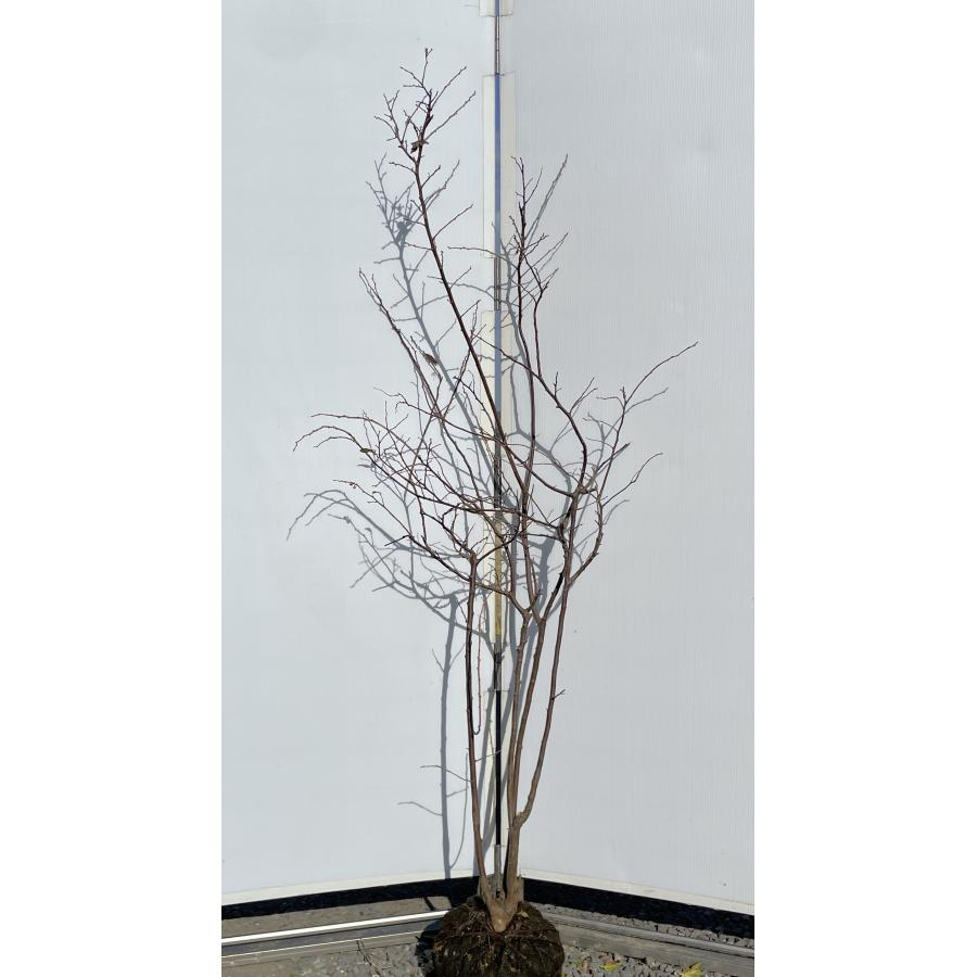 夏ハゼ 株立ち 約1.7m 現品発送 特大苗木 植木 大苗 ナツハゼ 落葉樹