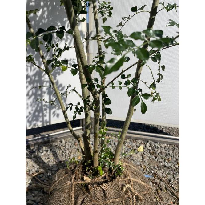 シマトネリコ 6本株立ち 約1.8m 現品発送 一点物 特大株 植木 苗木