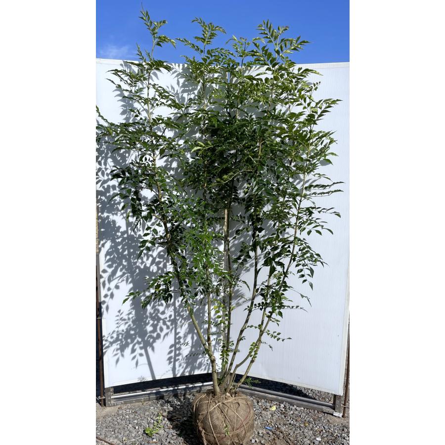 シマトネリコ/大株立ち【現品発送】管理70733 シマトネリコ/大株立ち