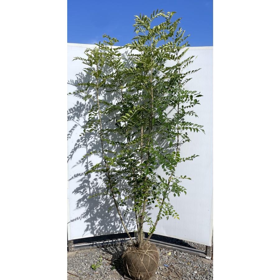 シマトネリコ 6本株立ち 約2m 現品発送 美樹形株 特大株 植木苗木