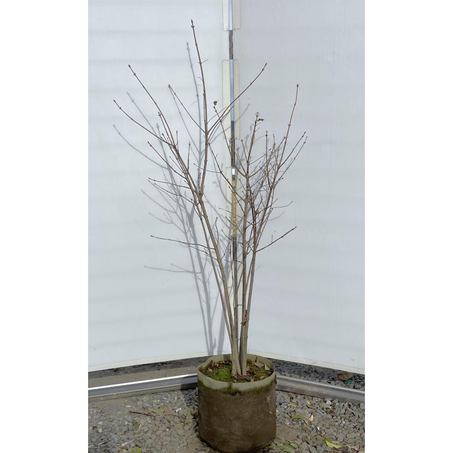 アオダモ 6本株立ち 約1.4m 現品発送 豪華株 特大株 植木 苗木 大苗