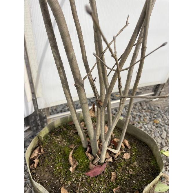 アオダモ 5本株立ち 約1.7m 現品発送 特大株 植木 苗木 大苗 アオダモ 5本株立ち 約1.7m 現品発送 特大株 植木 苗木 大苗