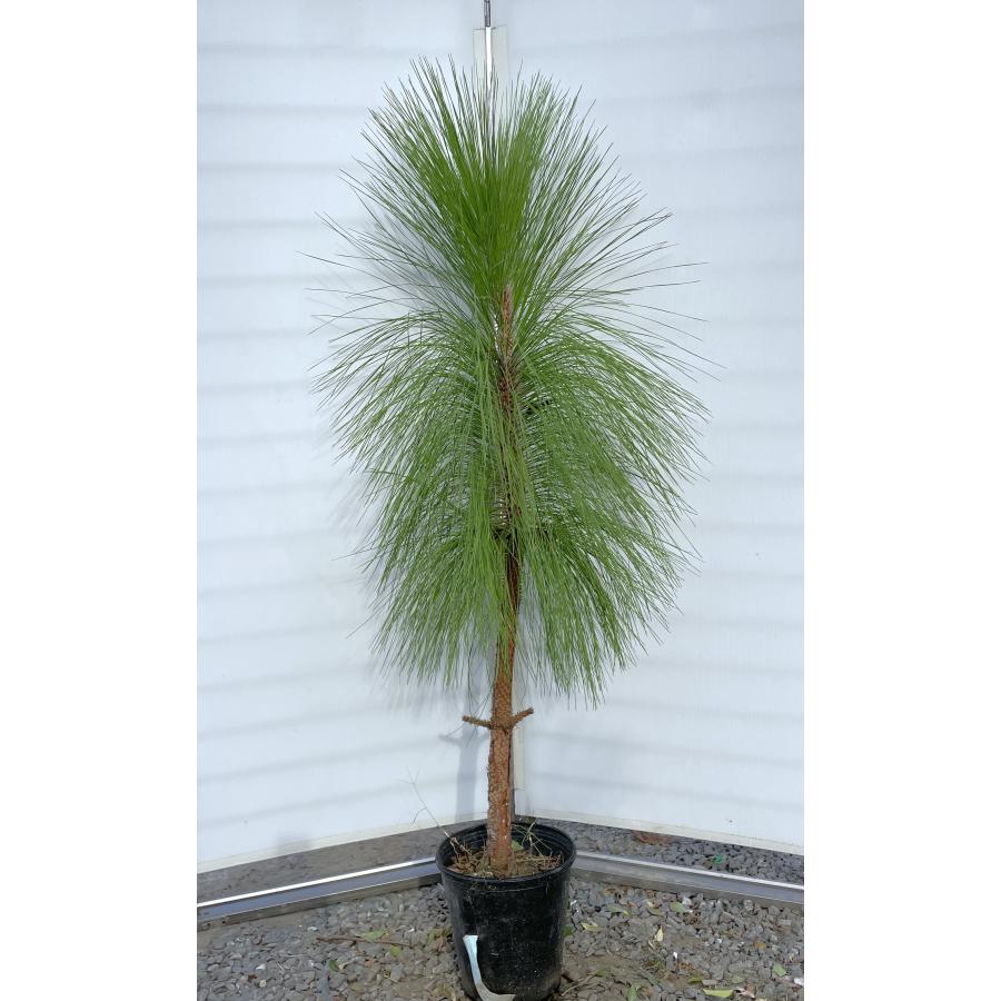 大王松 約1.6m 現品発送 特大株 植木苗木大苗 ダイオウショウ 