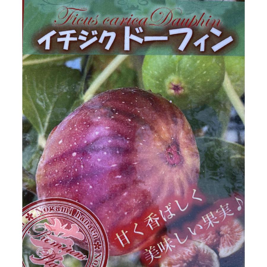イチジクの木 ドーフィン 約2m 現品発送 特大株 植木 苗木 大苗 皮