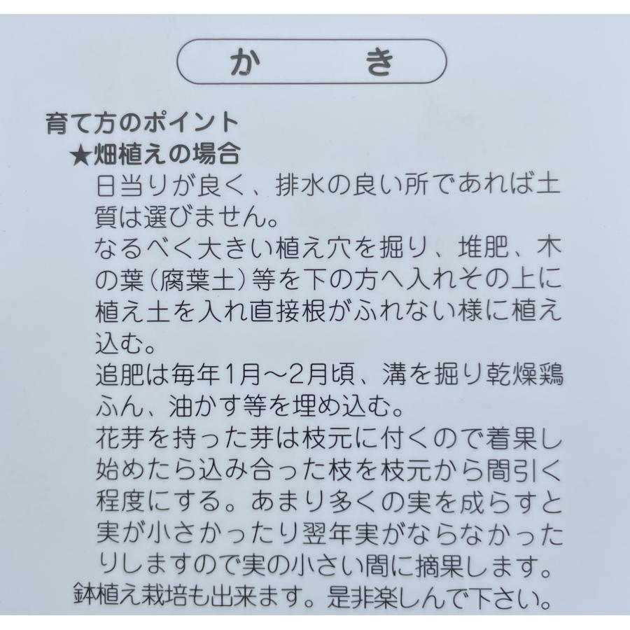 諫早柿の木　約1.9ｍ　現品発送　特大株　植木苗木大苗　いさはや柿　ジャンボ甘柿　大実品種　高級甘柿　落葉樹　送料無料｜daifukujyubyou｜03