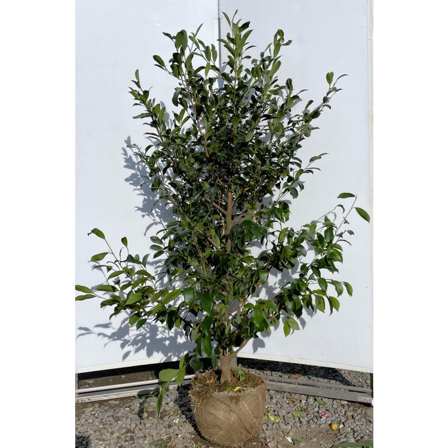 榊 サカキ 約1.7m 現品販売 特大株 植木 苗木 大苗 榊の木 本榊