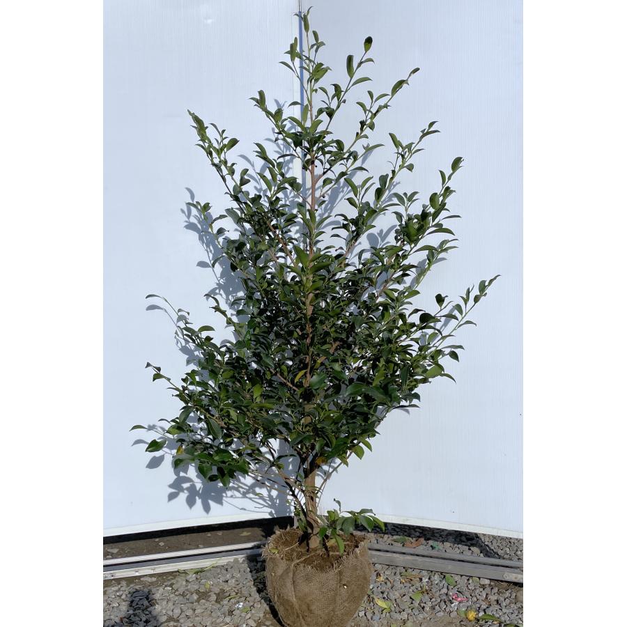 榊 サカキ 約1.6m 現品販売 特大株 植木 苗木 大苗 榊の木 本榊