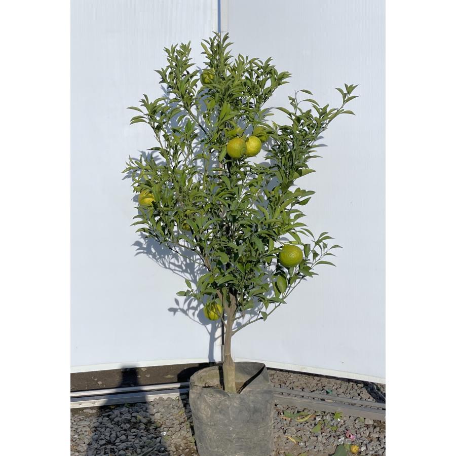 みかんの木 はるか 約1.4m 現品発送 特大株 植木苗木 蜜柑の木 果樹