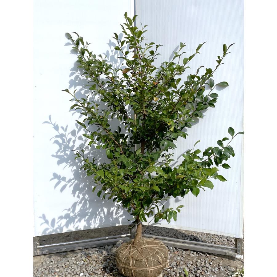 榊 サカキ 約1.6m 現品販売 特大株 植木 苗木 大苗 榊の木 本榊 常緑樹 送料無料 : 大福樹苗園 - 通販 - Yahoo!ショッピング