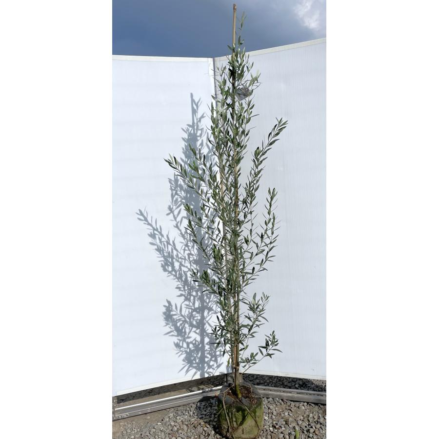 オリーブの木 シプレッシーノ 約2m 現品発送 美樹形株 特大株