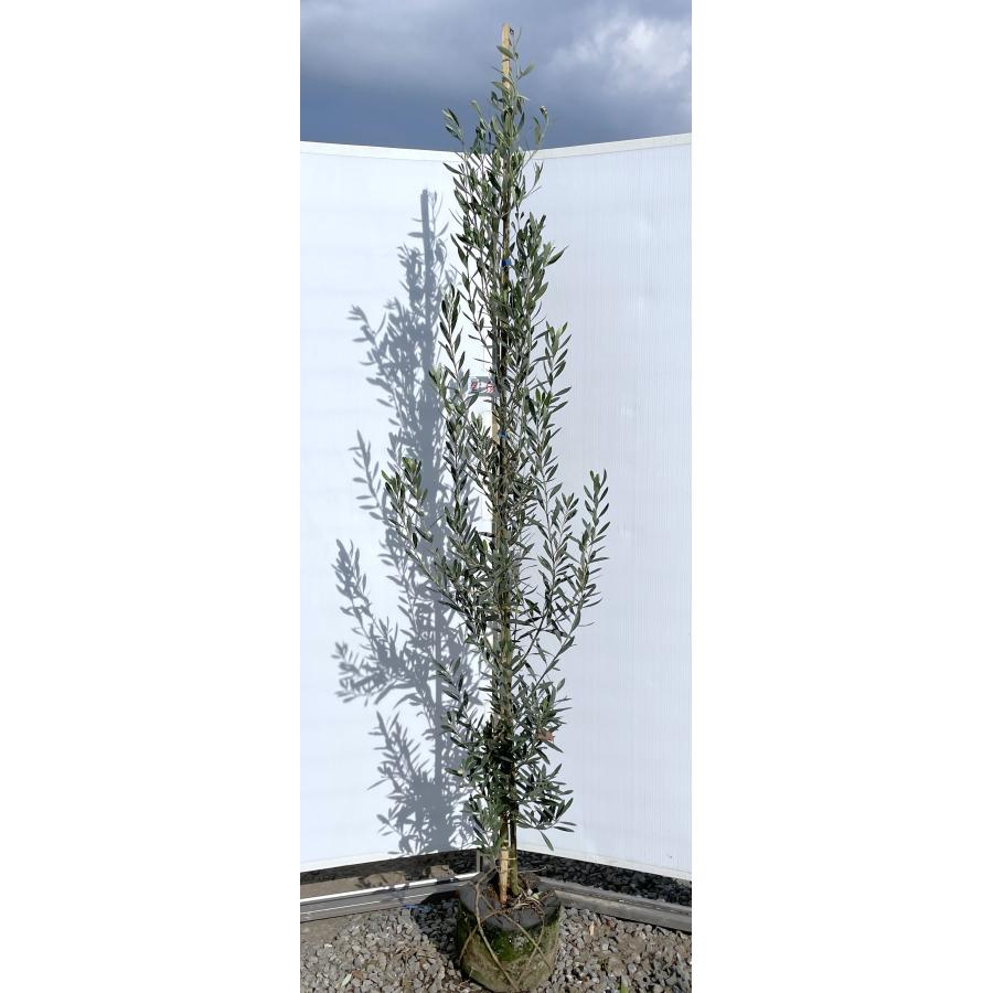 オリーブの木 シプレッシーノ 約2.1m 現品発送 特大植木苗木 