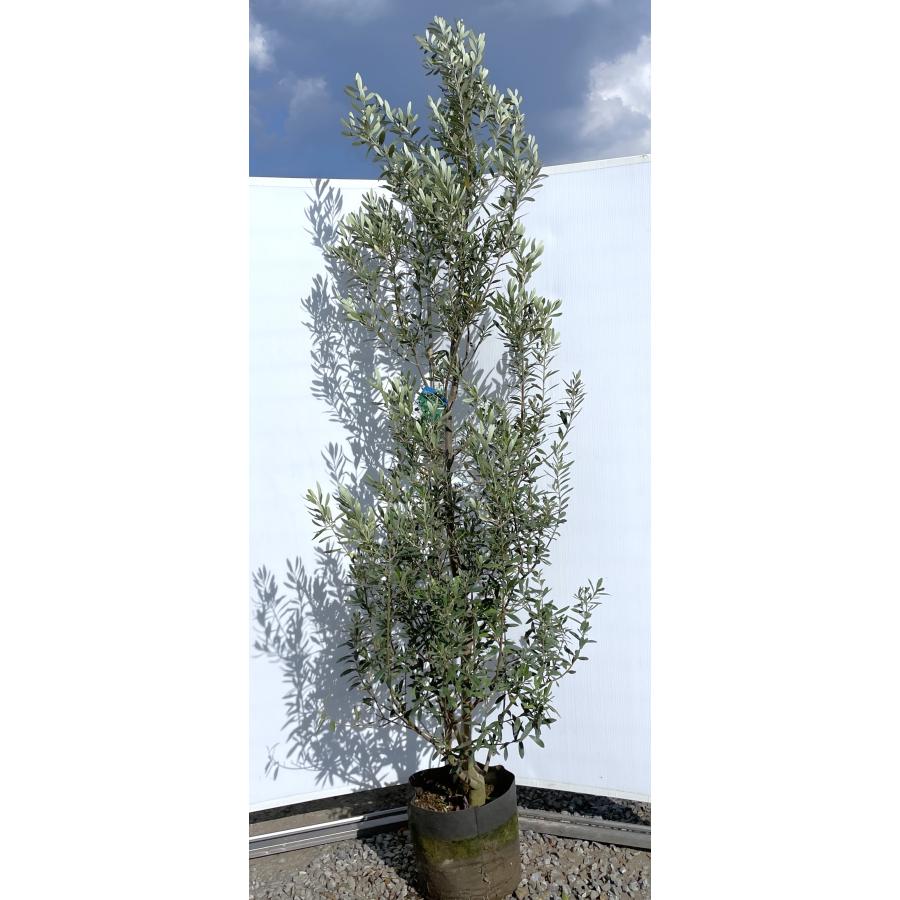 オリーブの木 レッチーノ 約2.5m 現品発送 超特大株 植木苗木 オリーブの木 レッチーノ 約2.5m 現品発送 超特大株 植木苗木