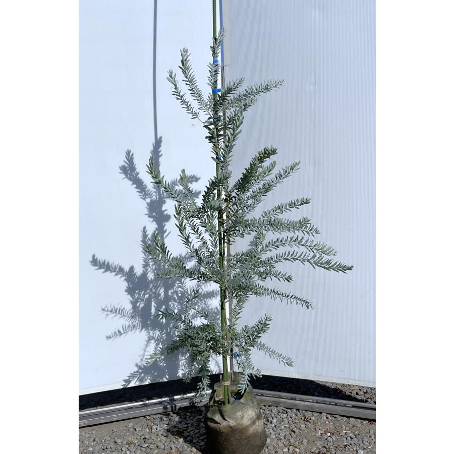 コベニーアカシア ブルーブッシュ 約1.5m 現品発送 特大株 植木 コベニーアカシア ブルーブッシュ 約1.5m 現品発送 特大株 植木