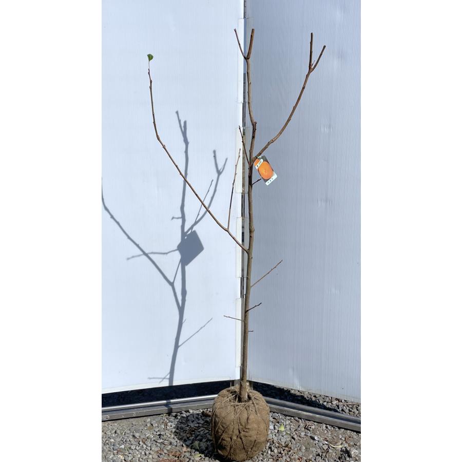 富有柿の木 約1.7m 現品発送 特大株 植木苗木大苗 ジャンボ甘柿 大実