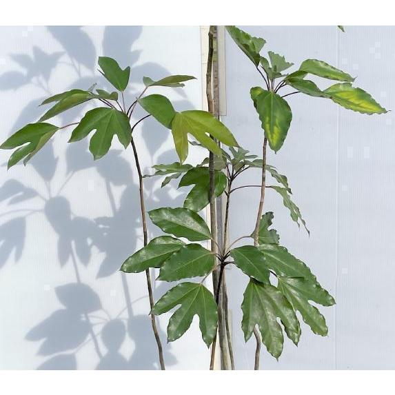 優良株。カクレミノ株立ち1.8M(鉢底から)品番B 優良株。カクレミノ株立ち1.8M(鉢底から)品番B