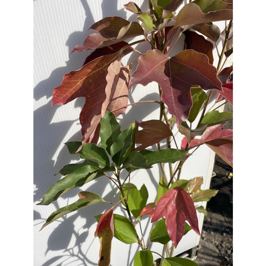 カクレミノ株立1.3M(鉢底から)品番F カクレミノ 8本株立ち 約1.3m 現品発送 特大株 植木苗木大苗