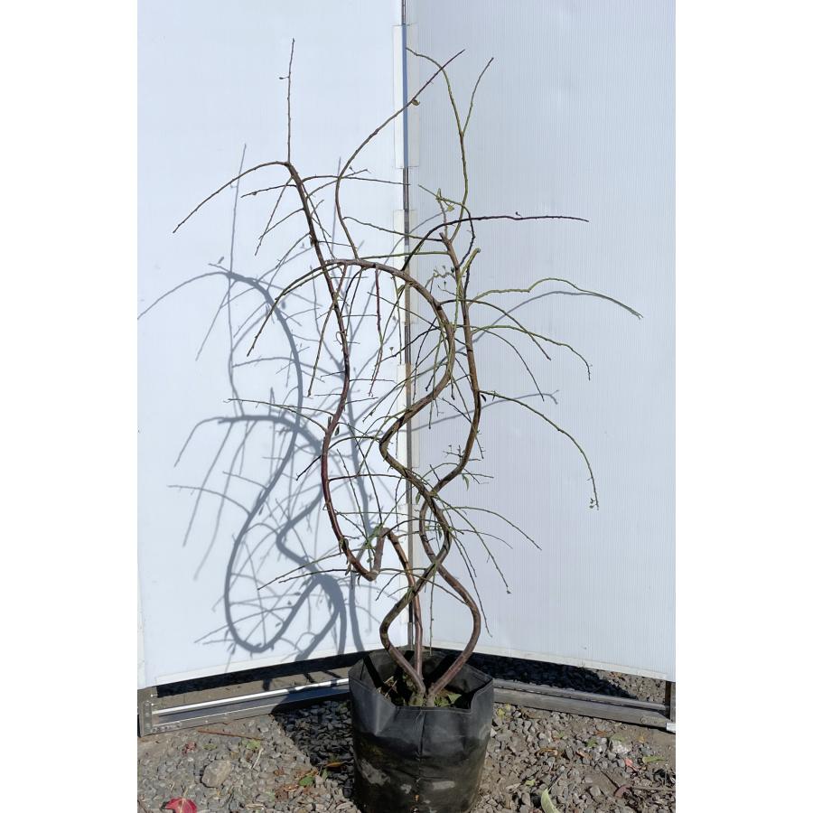 紅白ピンク3色しだれ梅 約1.7m 現品発送 美樹形株 特大株 植木 苗木