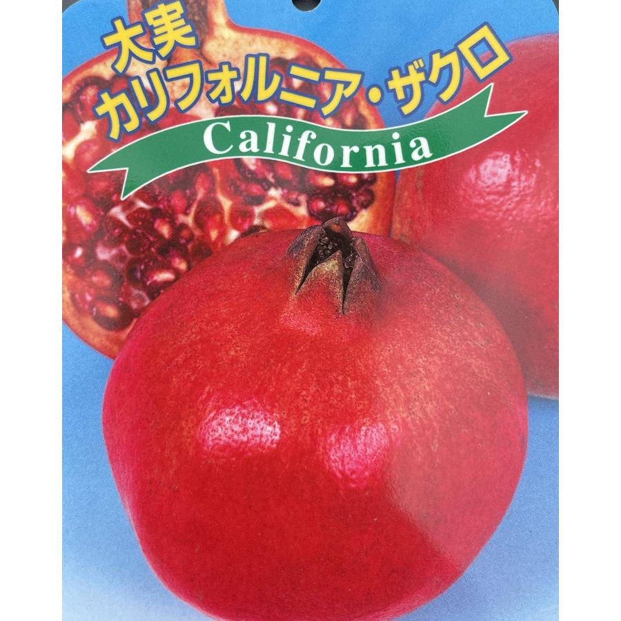 大実カリフォルニアザクロ 株立ち 約1.5m 現品発送 特大株 植木 大実カリフォルニアザクロ 株立ち 約1.5m 現品発送 特大株 植木