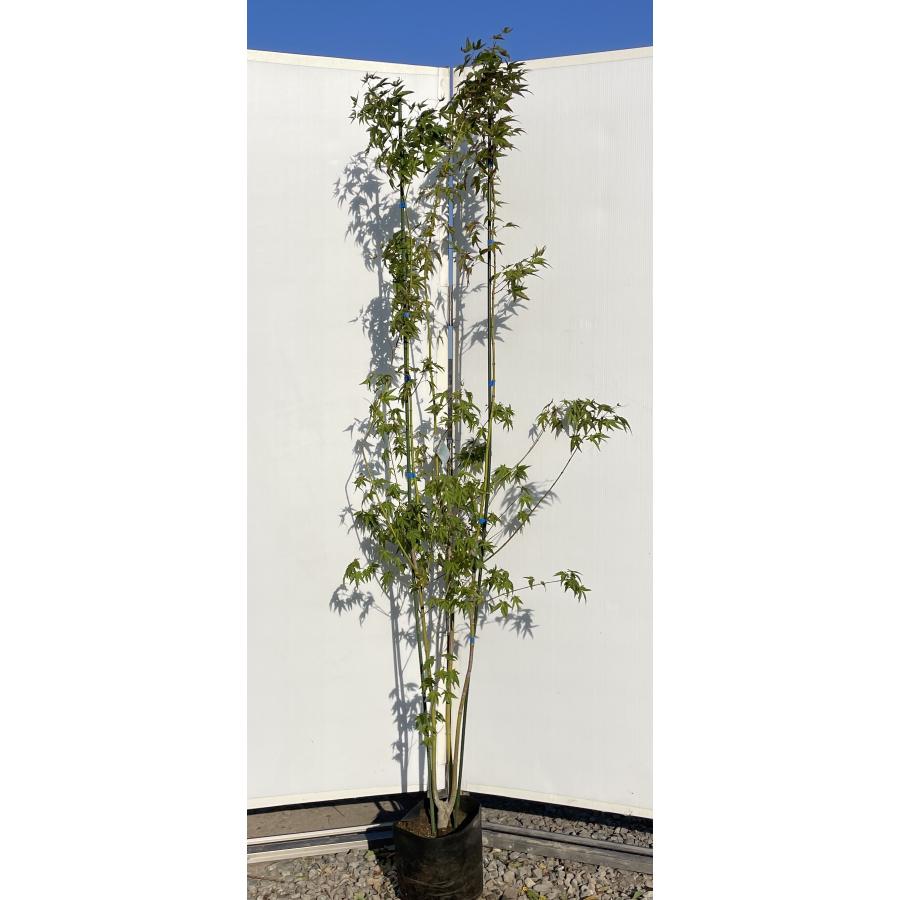 イロハモミジ 株立ち 約1.9m 現品発送 特大株 植木苗木大苗 いろは紅葉 落葉樹 シンボルツリー 送料無料 : 大福樹苗園 - 通販 ...
