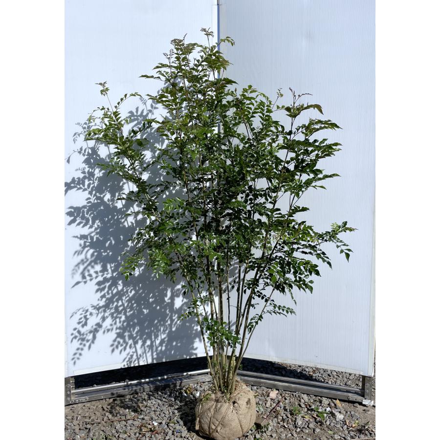 現品》シマトネリコ 株立ち 樹高1.6m（根鉢含まず）202【苗木/植木 