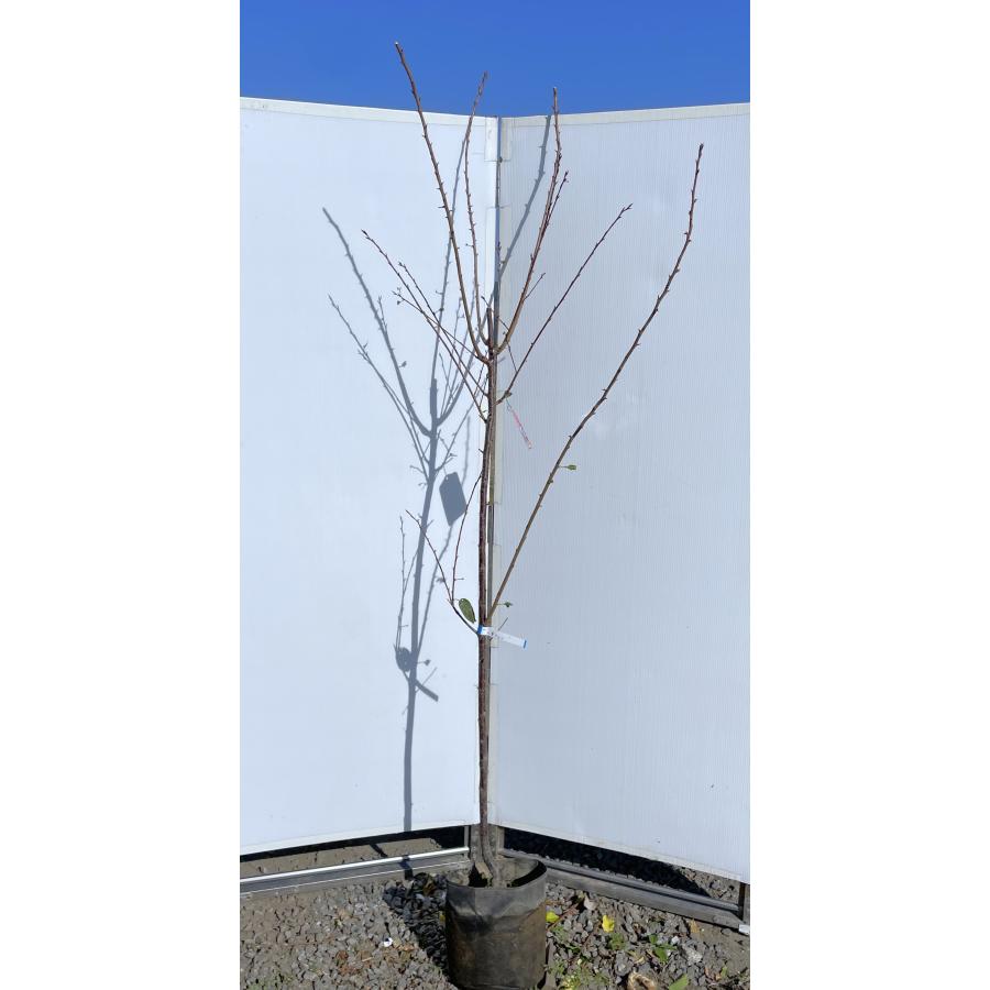 八重緋寒桜 約2.1m 現品発送 紅桜 ヤエカンヒザクラ 八重咲き寒緋桜