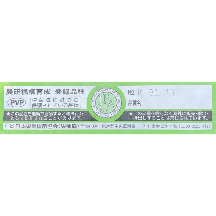 種苗登録みかんの木 津之輝 約1.5m 現品発送 超特大株 植木 種苗登録みかんの木 津之輝 約1.5m 現品発送 超特大株 植木