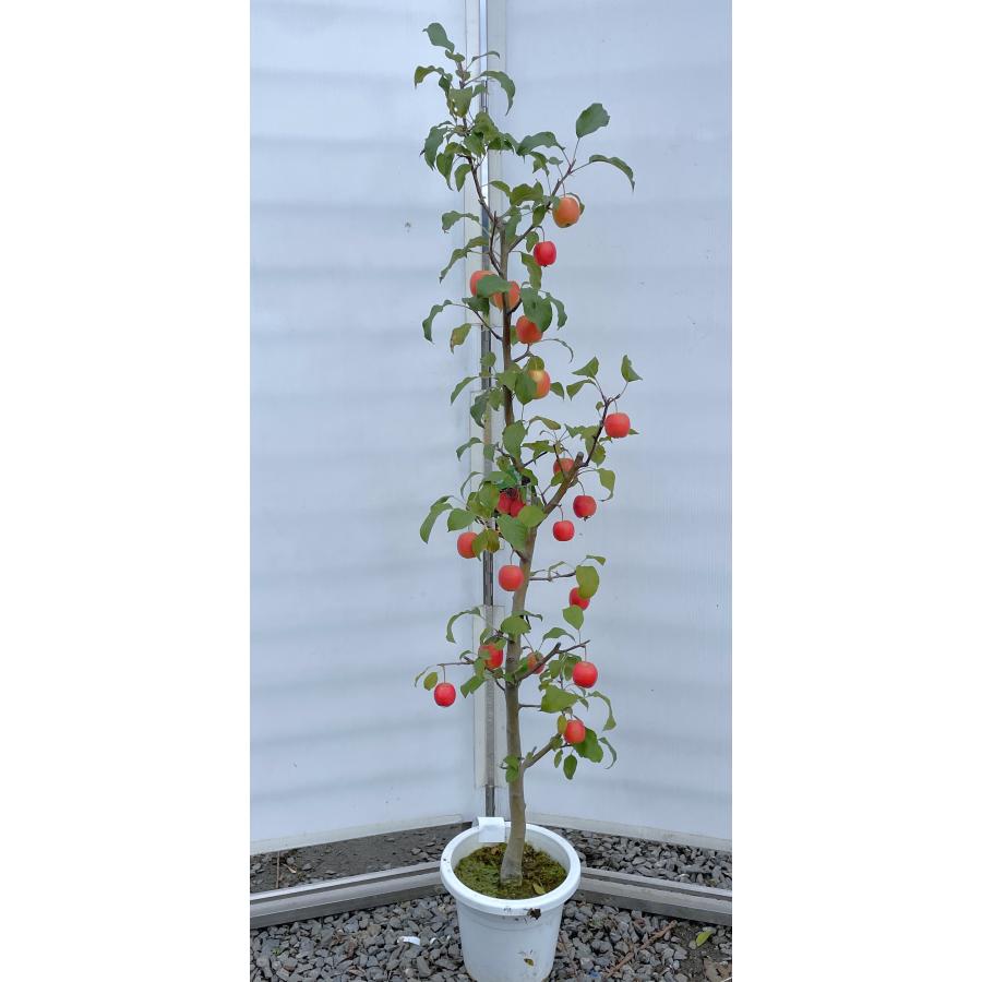 鉢植え小玉リンゴの木 長寿紅 約1.4m 現品発送 特大株 植木 苗木 大苗