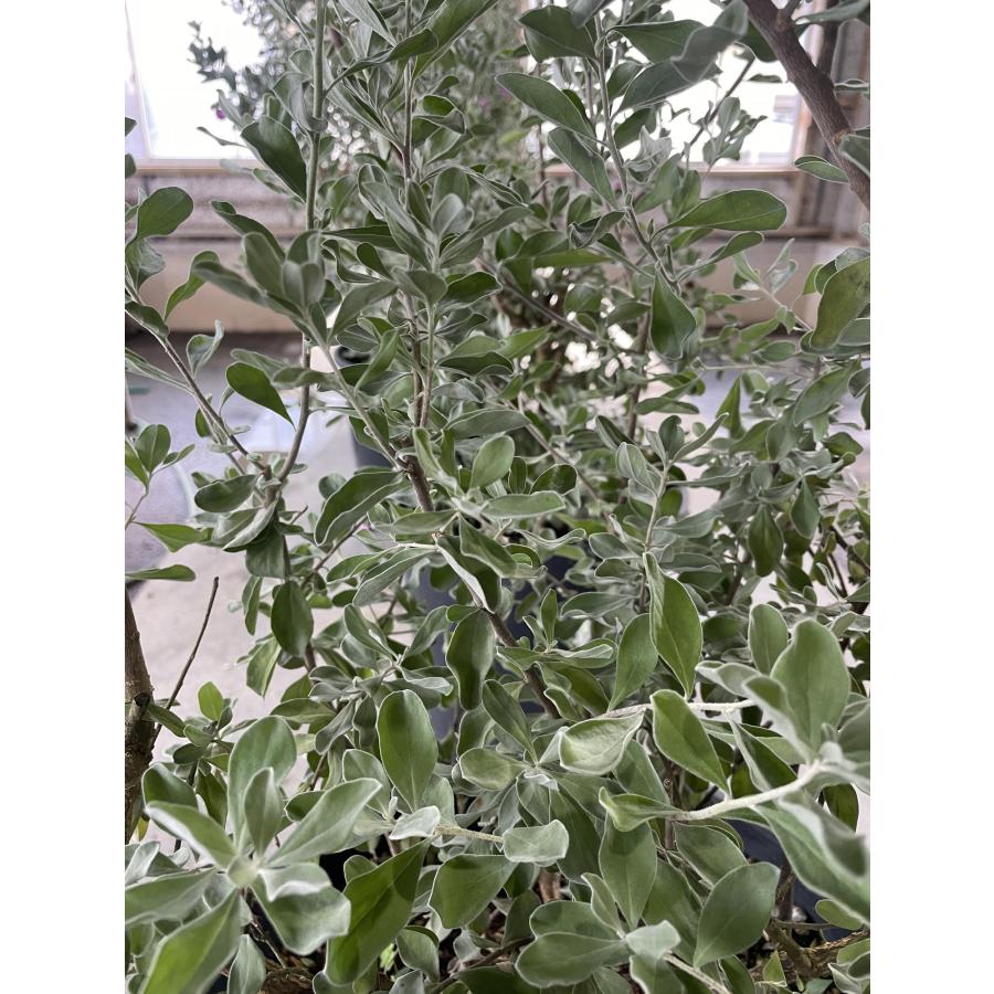 レウコフィルム 株立ち 約1.2m 現品発送 特大株 植木苗木大苗