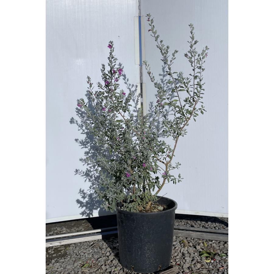 レウコフィルム 約1.3m 現品発送 特大株 植木苗木大苗 フルテスケンス ゴマノハグサ 常緑樹 送料無料 : 大福樹苗園 - 通販 ...