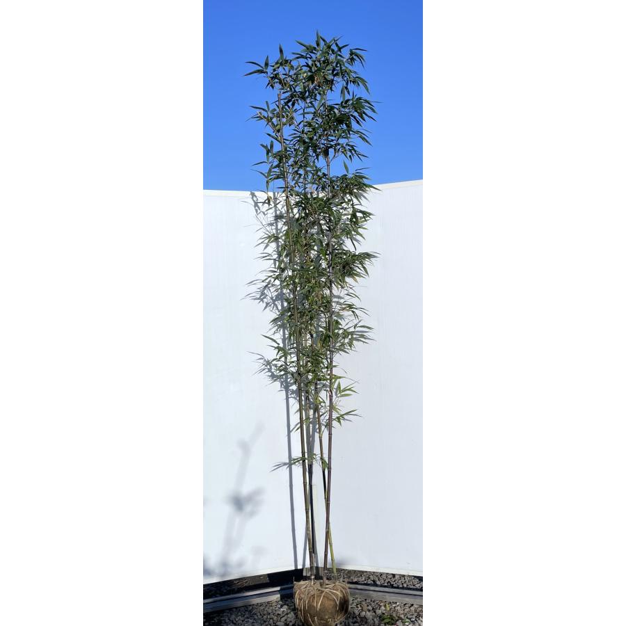黒竹 株立ち 約2.5m 現品発送 超特大株 植木 苗木 大苗 クロチク 